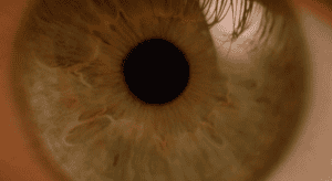 whiteeye02